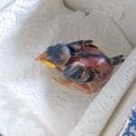 Verébfiókát találtam, éppen pihen a lábain