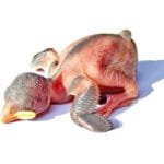 Házi veréb 1-2 naposan