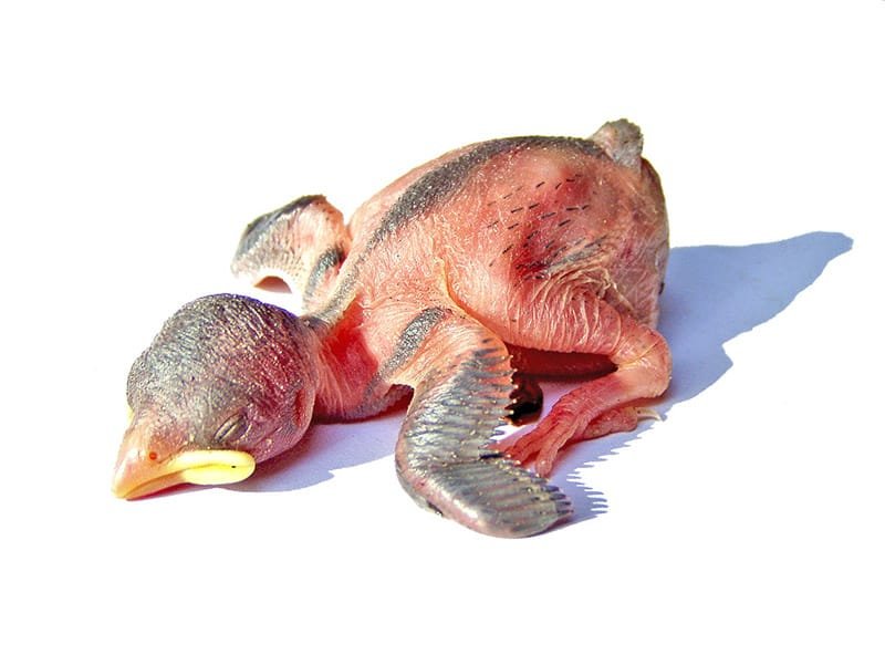 Házi veréb 1-2 naposan