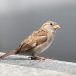 Kifejlett házi veréb tojó