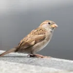 kifejlett házi veréb tojó közelről ágon ülve