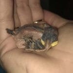 4-5 napos veréb fióka