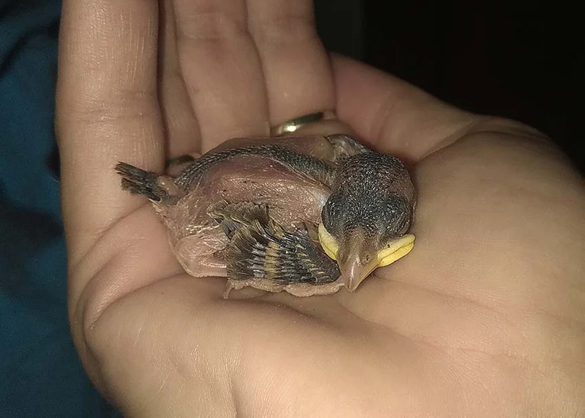 4-5 napos veréb fióka