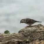 házi veréb ugrálva halad a kövön