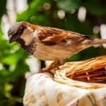 házi veréb hím a kosár szélén figyel