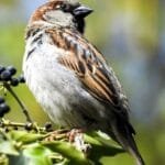 házi veréb hím pihen a bokron