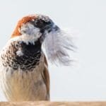 házi veréb hím gyűjtöget a fészekhez