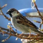 házi veréb a fán tavasszal