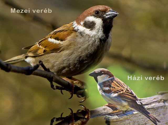 házi veréb és mezei veréb hím egy képen