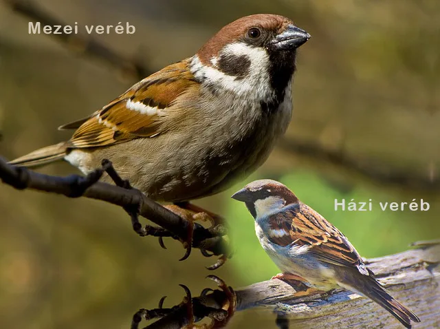házi veréb és mezei veréb hím egy képen