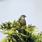 házi veréb tojó a bokor tetején figyel