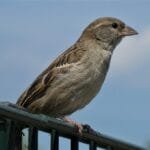 egy szép házi veréb tojó