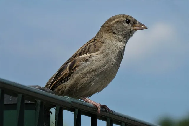 egy szép házi veréb tojó