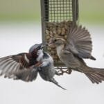 hím és tojó veréb