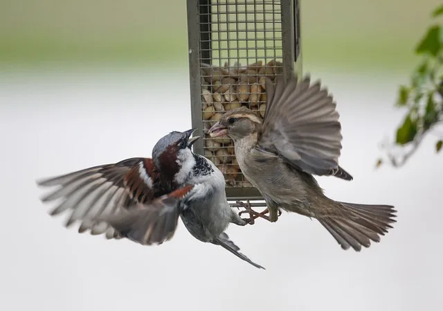 hím és tojó veréb