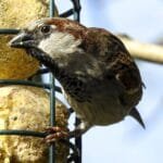 hím veréb a madár etetőn