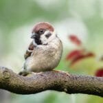 mezei verébnek jellegzetes fekete folt van a pofáján