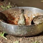 verebek esznek egy tálból fejjel lefelé