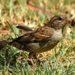 nőstény veréb rovart fogott