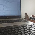 veréb fióka a billentyűzeten