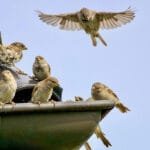 házi veréb csapat a tetőn