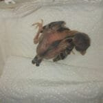 veréb fióka megtalálása után