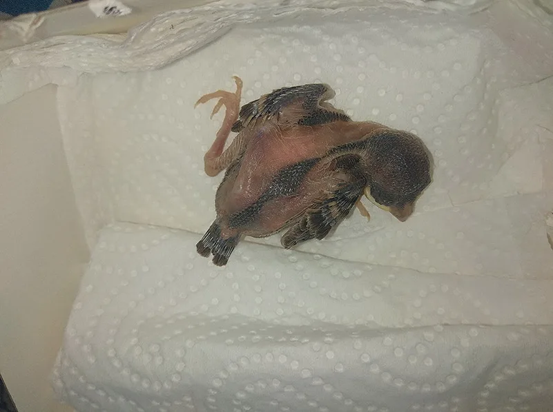 veréb fióka megtalálása után