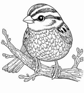 Veréb színező_0001 veréb ül a faágon