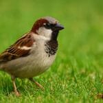 házi veréb a fűben közelről természetes élőhelyén Magyarországon