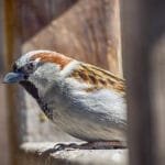 házi veréb közelről emberi környezetben