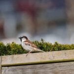 házi veréb hím kerítésen ülve városi környezetben