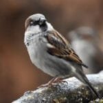 házi veréb közelről természetes környezetben