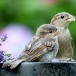 házi veréb tojó fiókával