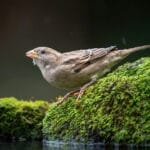 házi veréb tojó mohás kövön természetes környezetben