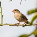 házi veréb ágon ülve világos háttér előtt