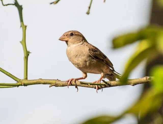 házi veréb ágon ülve világos háttér előtt