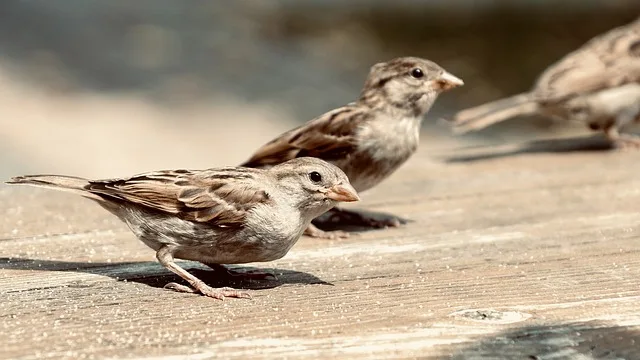 két házi veréb a földön táplálékot keres