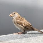 kifejlett házi veréb tojó kövön állva