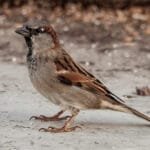 kifejlett házi veréb hím földön állva