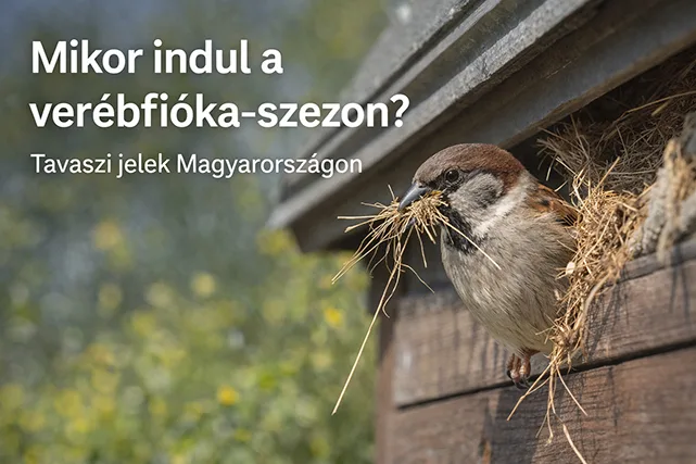 házi veréb fészeképítés közben tavasszal Magyarországon szénával a csőrében