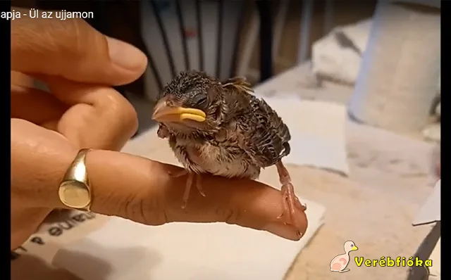 mivel etessük a verébfiókát