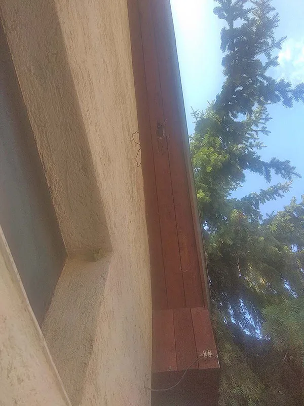 veréb fészek helye