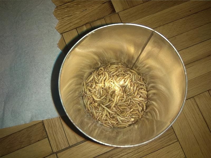 veréb fióka eledele a lisztkukac