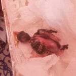 veréb fióka 6 naposan csupasz bőrrel fészekben