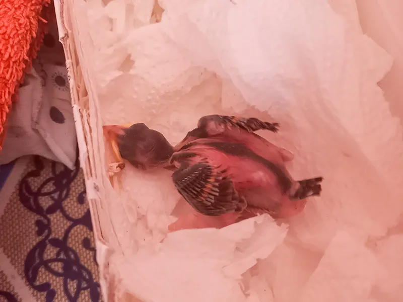 veréb fióka gondozása második nap