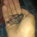 veréb fióka megtalálásának második napján