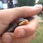 veréb fióka kézben melegítése