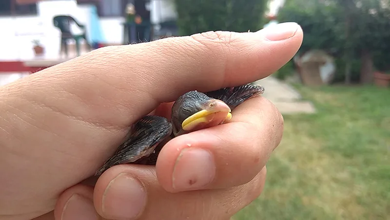 veréb fióka kézben melegítése