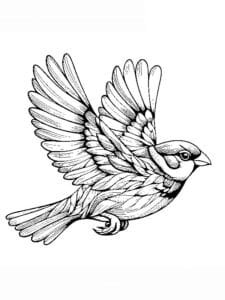 veréb színező_0016