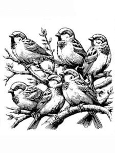 veréb színező_0037